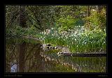 Keukenhof Hollandia 013